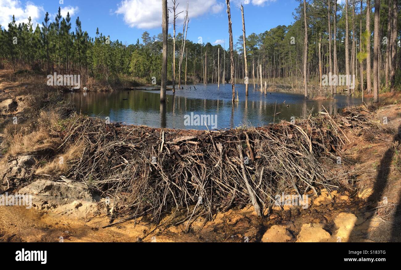 Beaver dam and pond, Lee County, North Carolina, USA Stock Photo Alamy