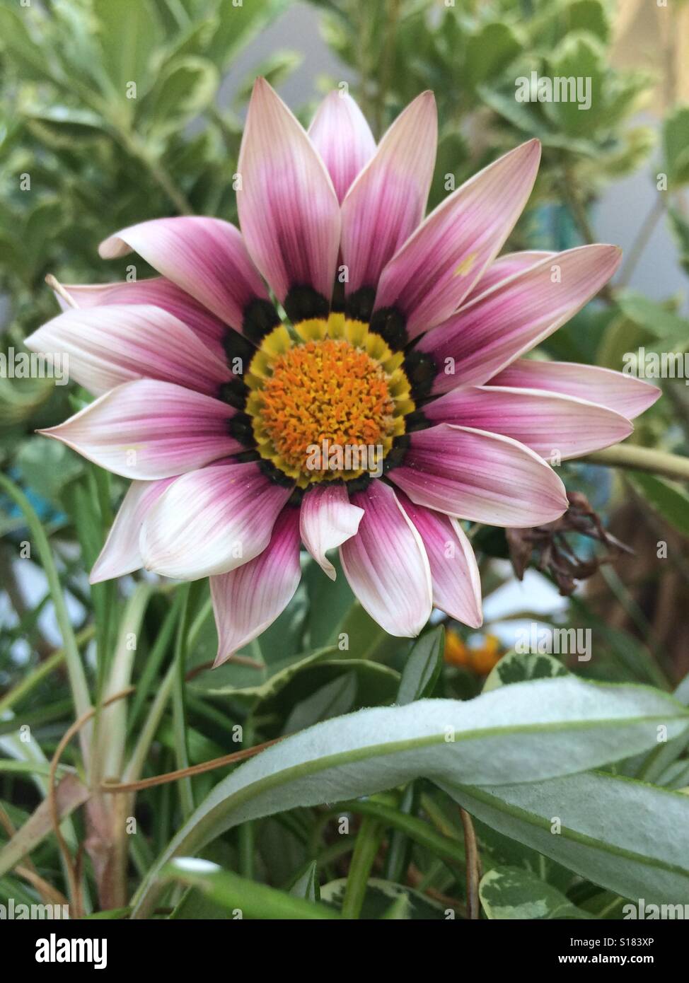 Beautiful alexandria egypt hires stock photography and images Alamy