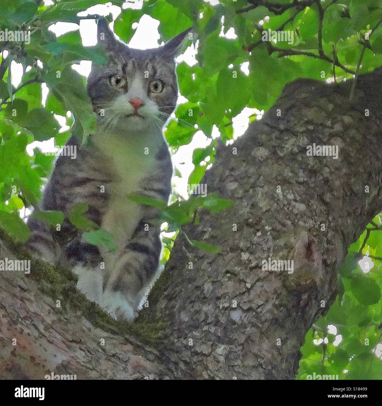 I am not an owl!! - Smartphone Captured Stock Image