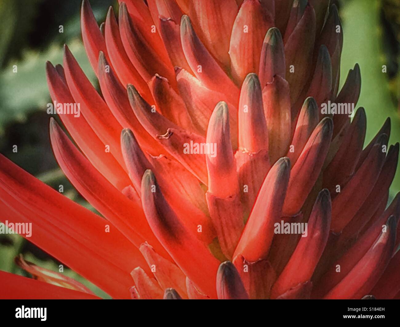 Aloe Vera, Aloe aculeata, red hot poker flower spire - Smartphone Captured Stock Image