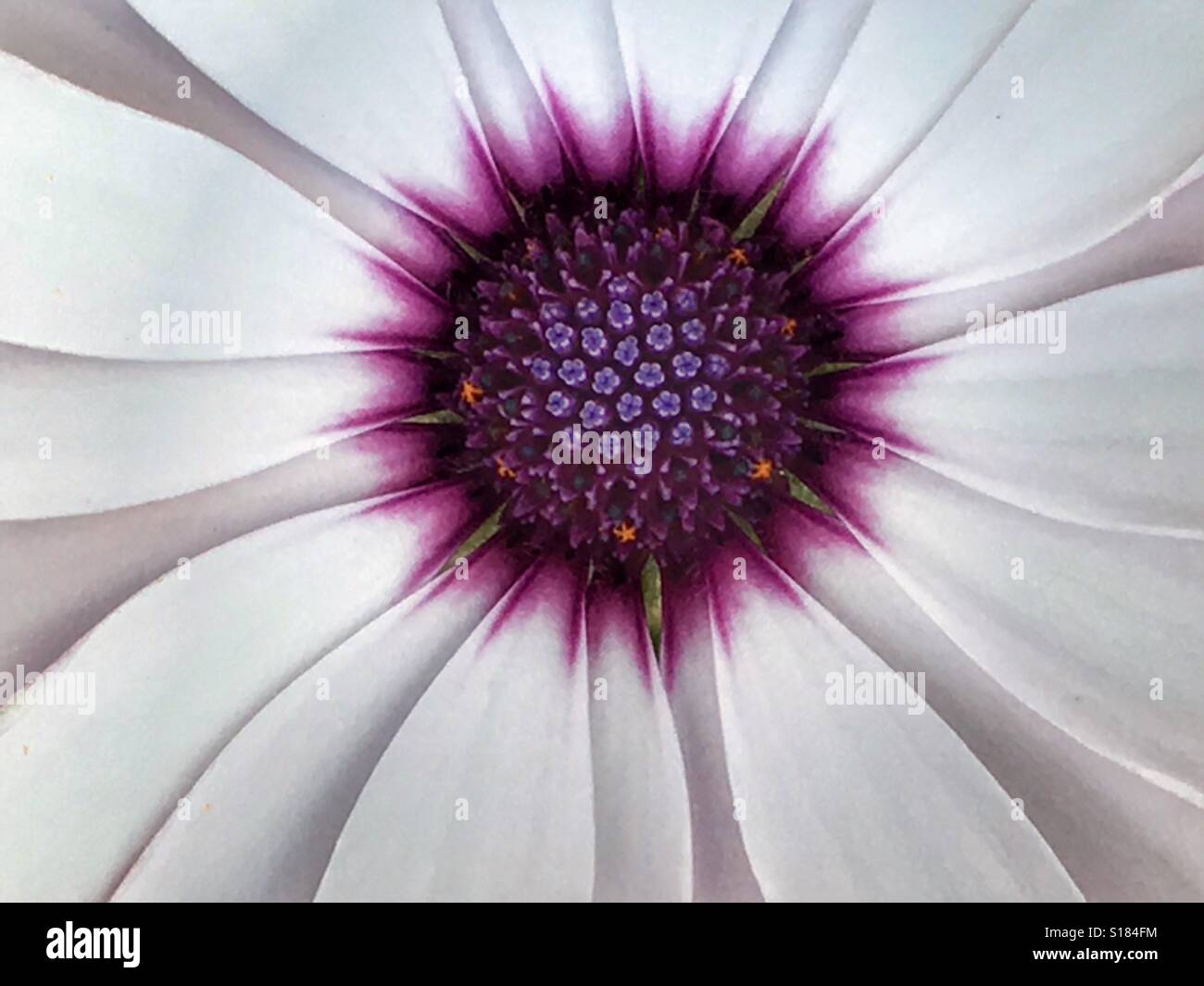 Osteospermum - Smartphone Captured Stock Image