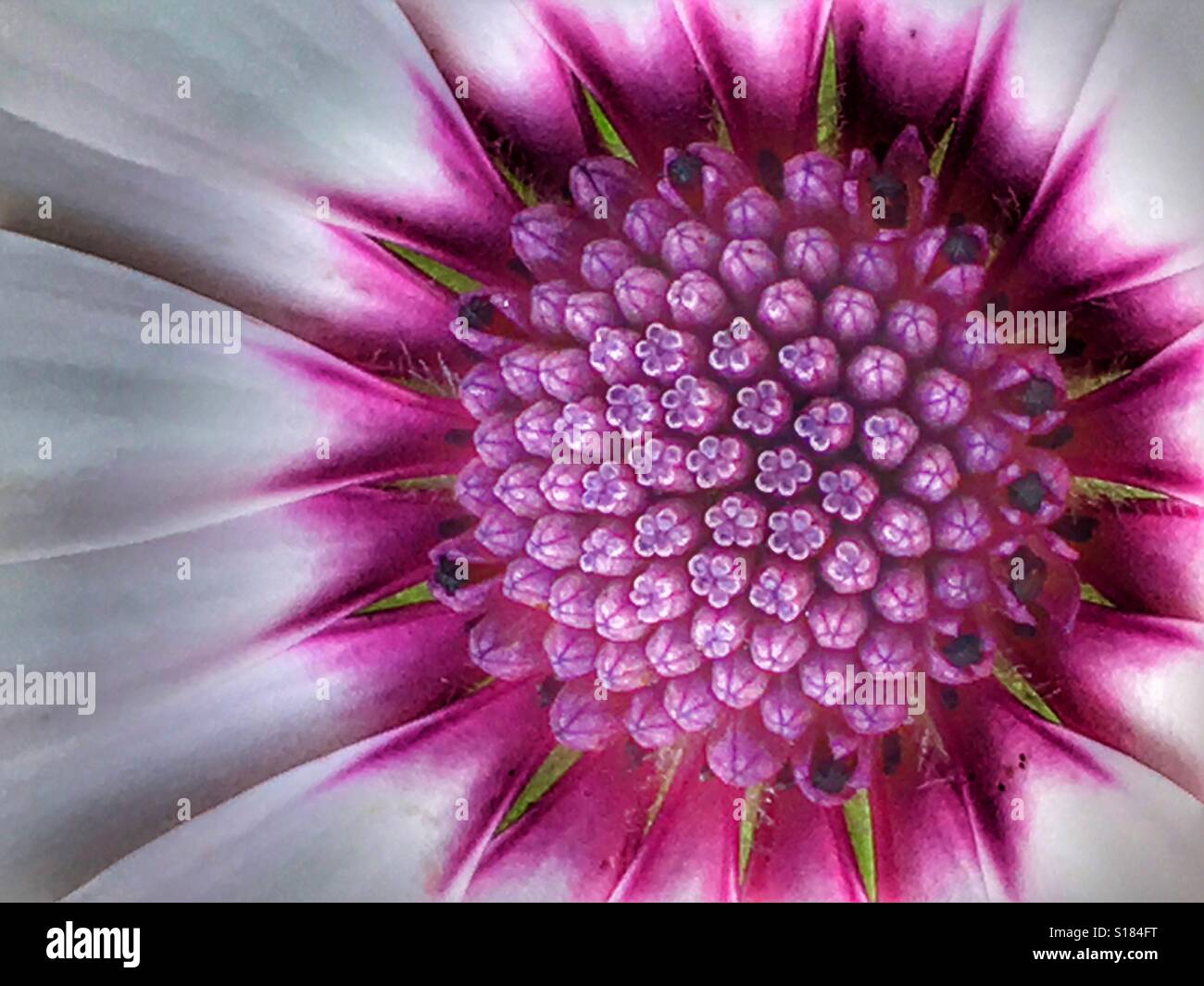 Osteospermum, flower detail - Smartphone Captured Stock Image
