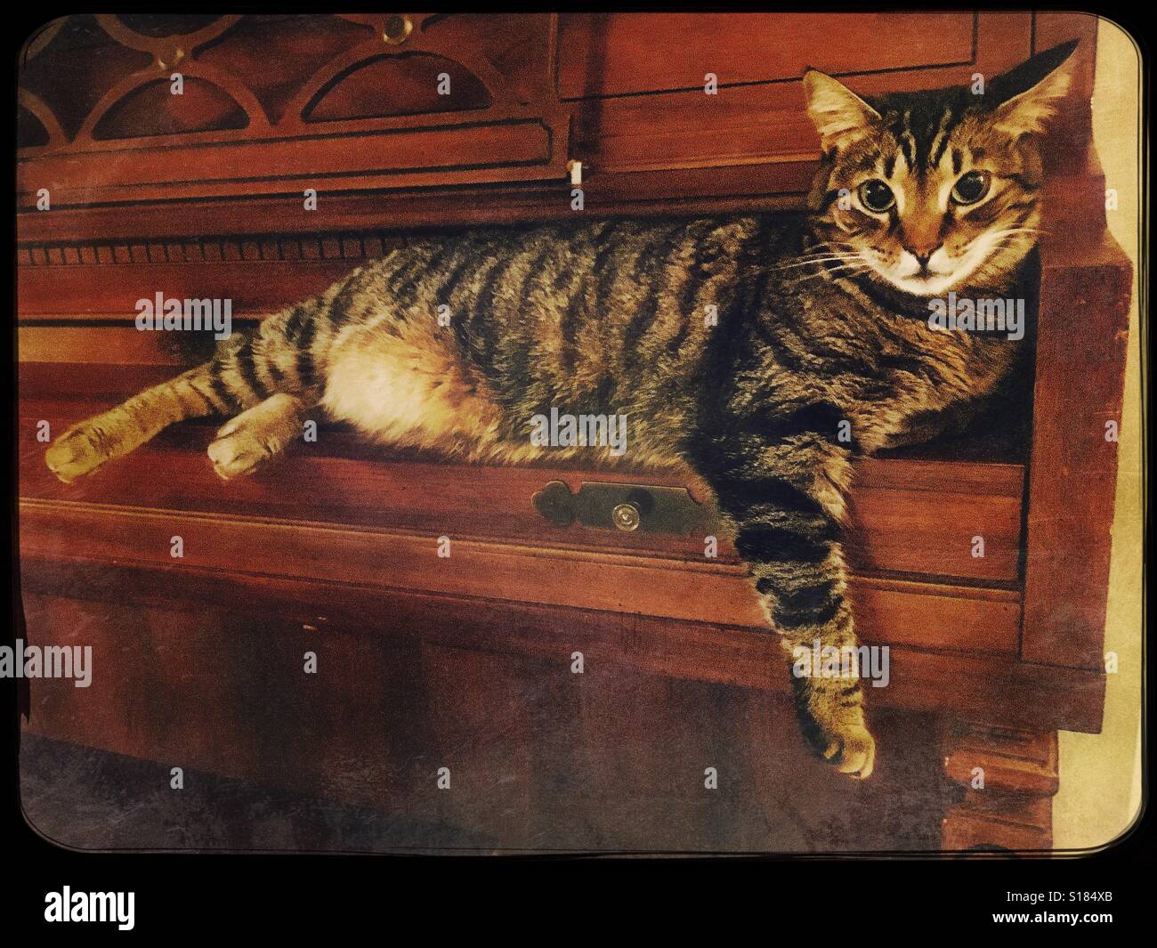 Reclining cat hires stock photography and images Alamy