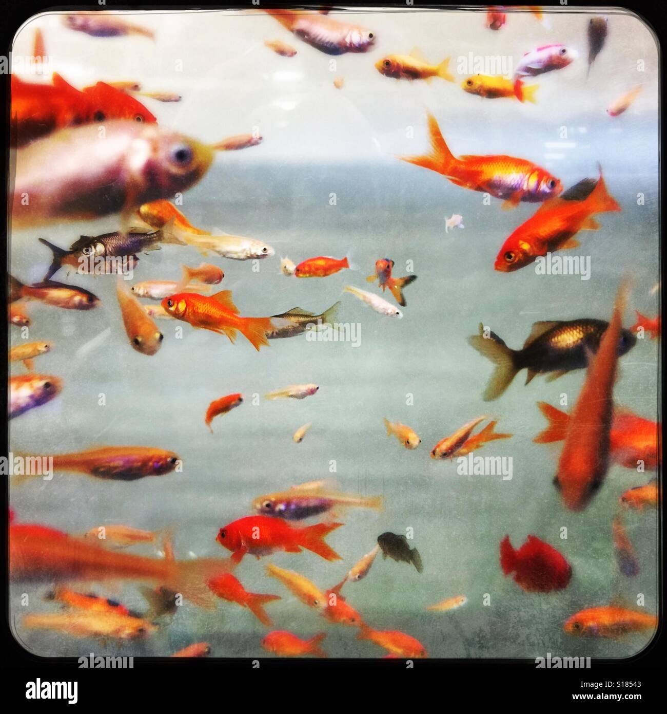 Goldfish tank hires stock photography and images Alamy