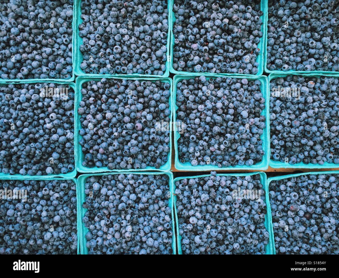 Wild Maine Blueberries Stock Photo Alamy