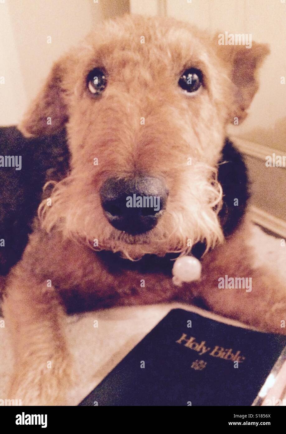 Praise Dog Stock Photo