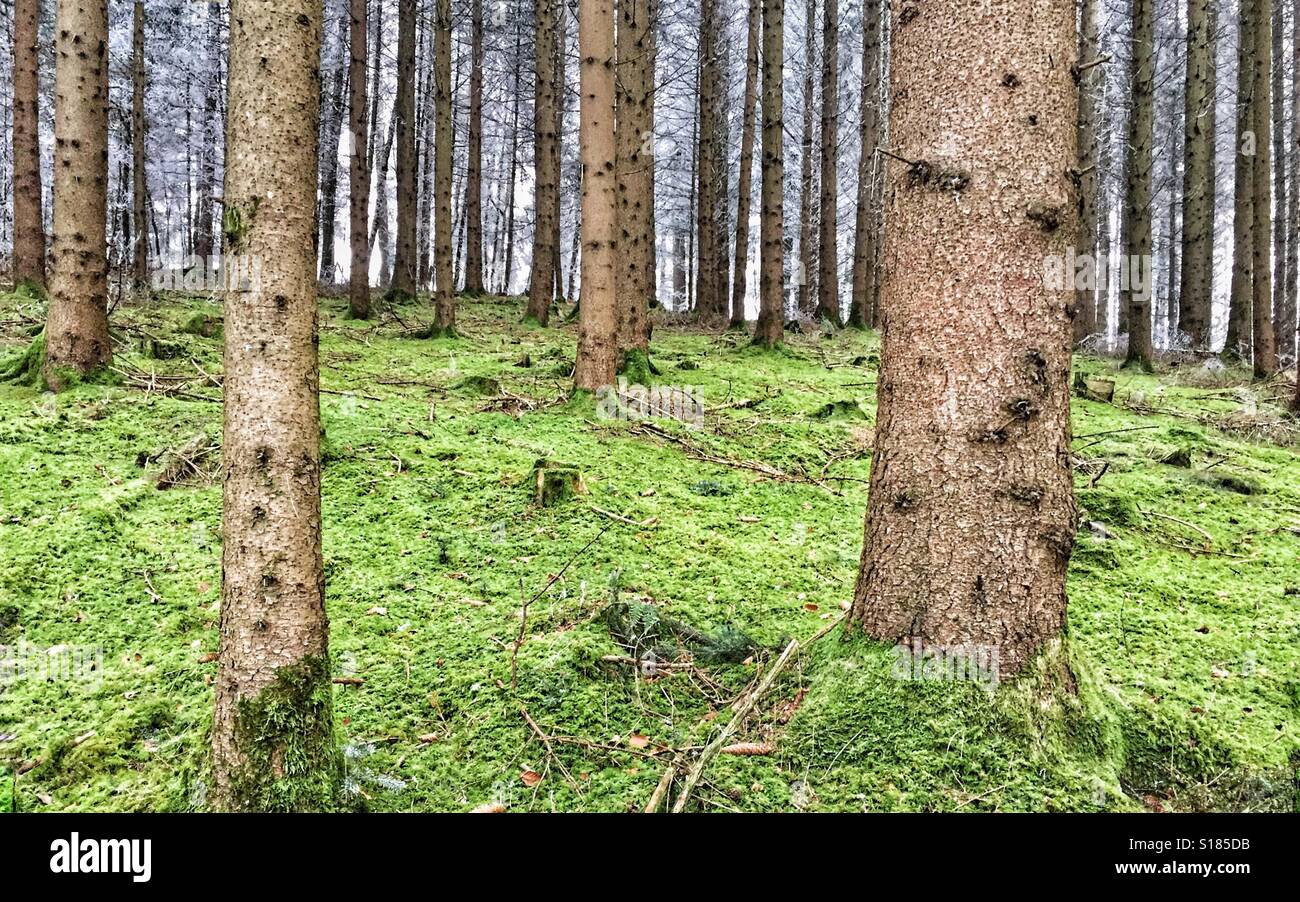 Emerald green mossy undergrowth in a pine forest - Smartphone Captured Stock Image