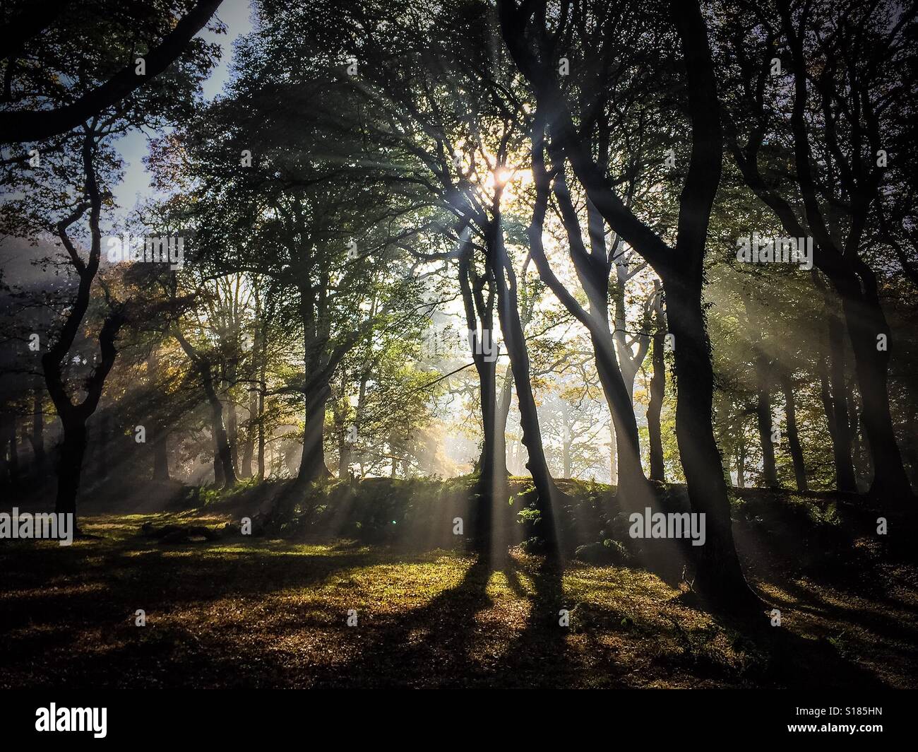 Autumn mist and sunshine through the trees at Prehistoric human settlement. East Devon natureshot Stock Photo