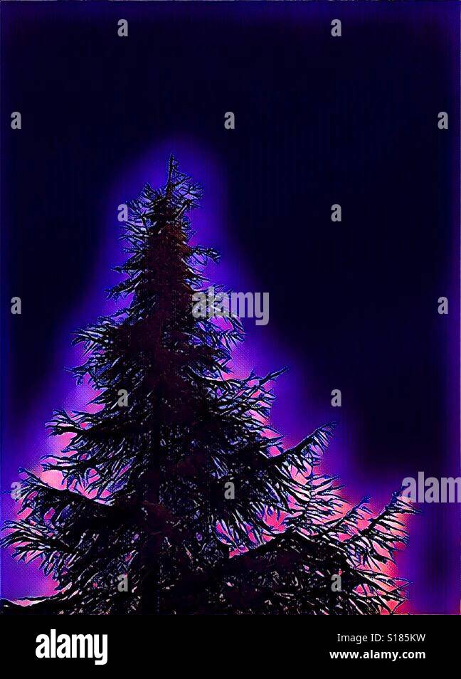 Evergreen tree against black sky - Smartphone Captured Stock Image