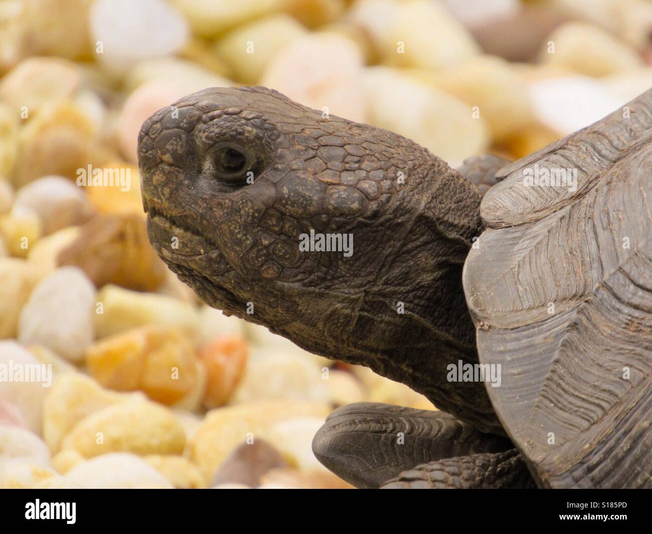 Closeup of gopher turtle at beach walking in the gravel Stock Photo Alamy