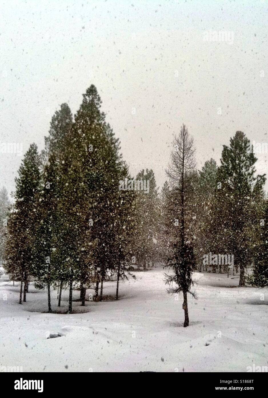 Snow in Montana Stock Photo Alamy