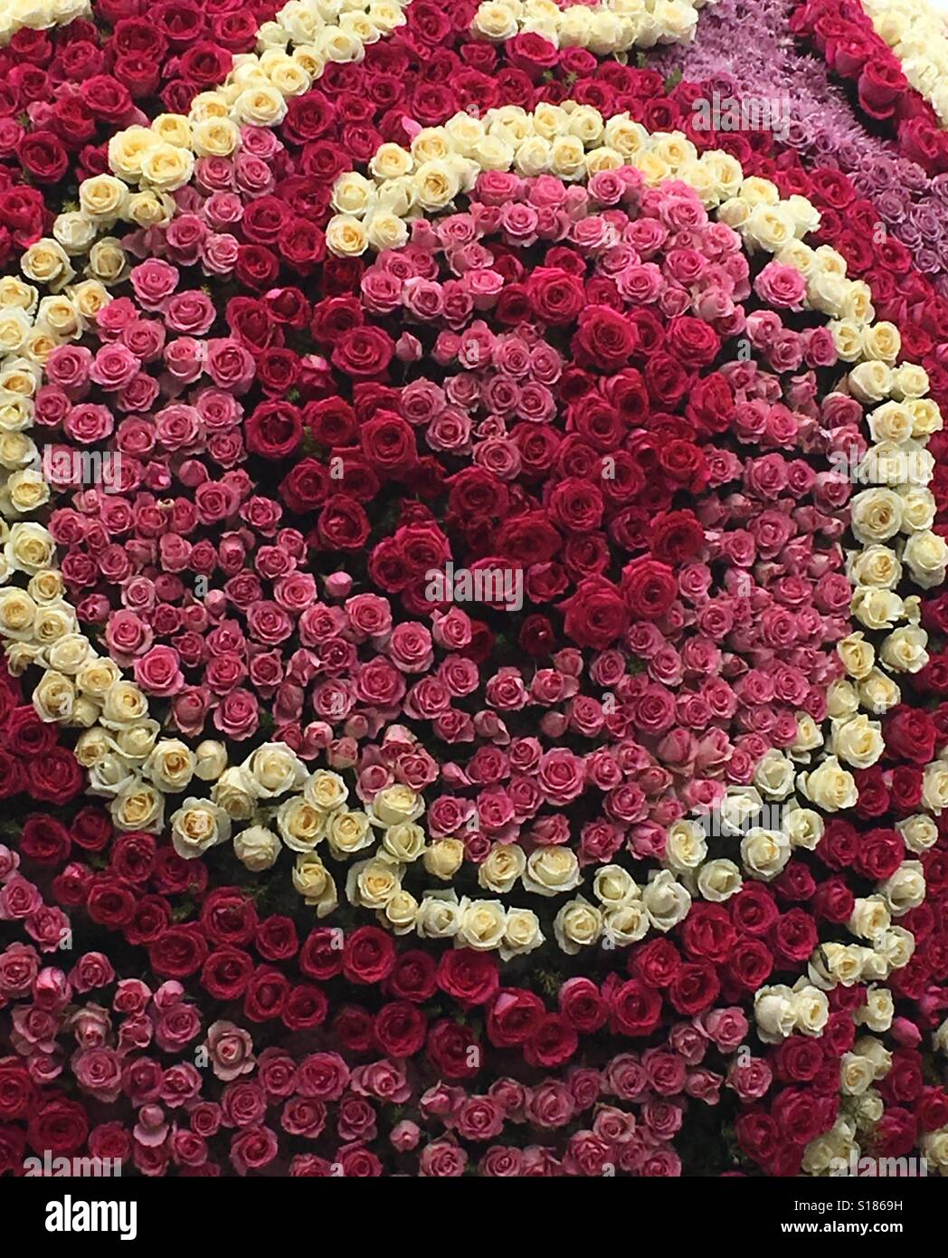 Spiralling Roses Roses in spiral pattern in Rose Parade , Pasadena, California Stock ...