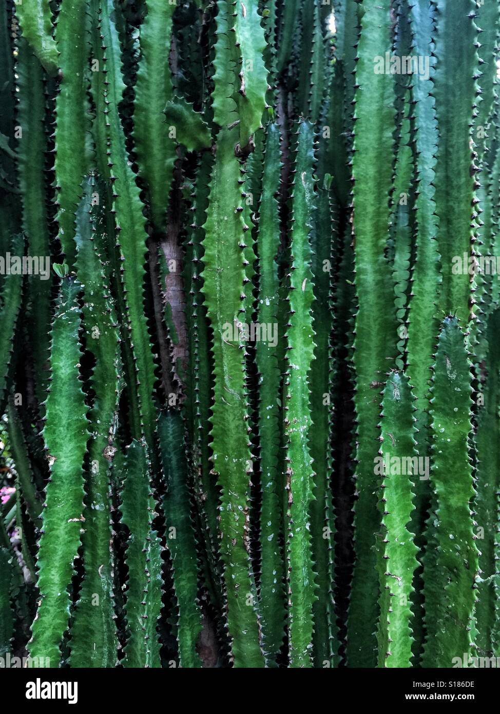 Tropical cactus plant - Smartphone Captured Stock Image