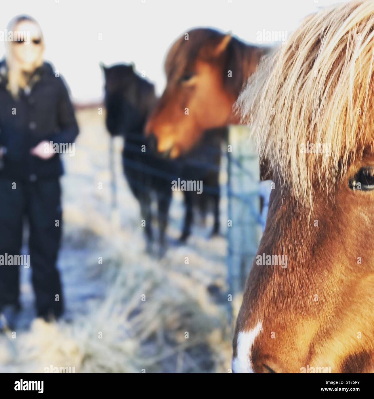 Ponies in Iceland - Smartphone Captured Stock Image
