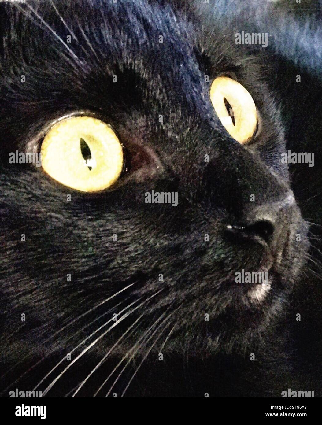 Full frame of Bombay (black cat with copper eyes Stock Photo Alamy