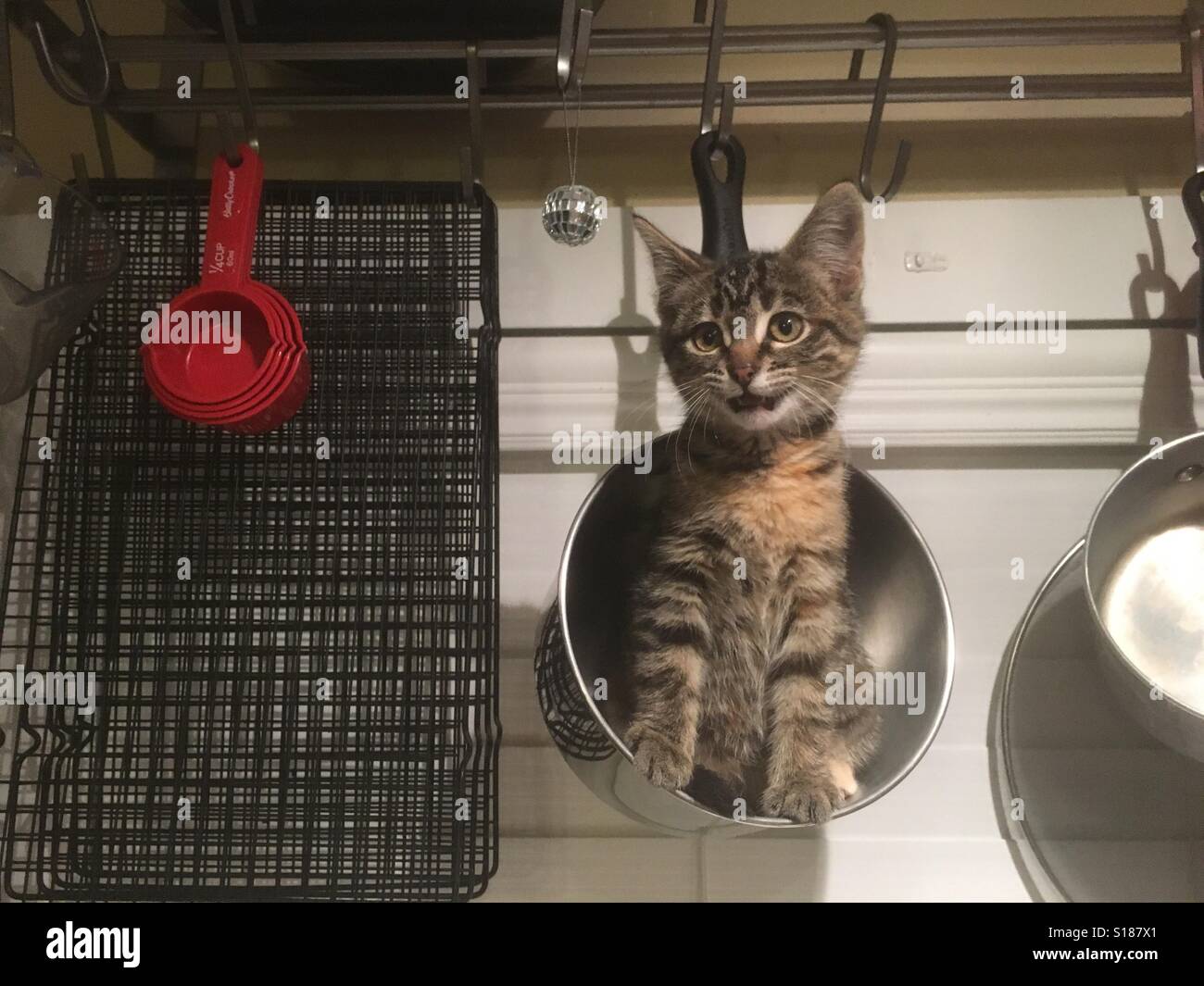 Premium Photo  Kittens sit in the kitchen scales and play