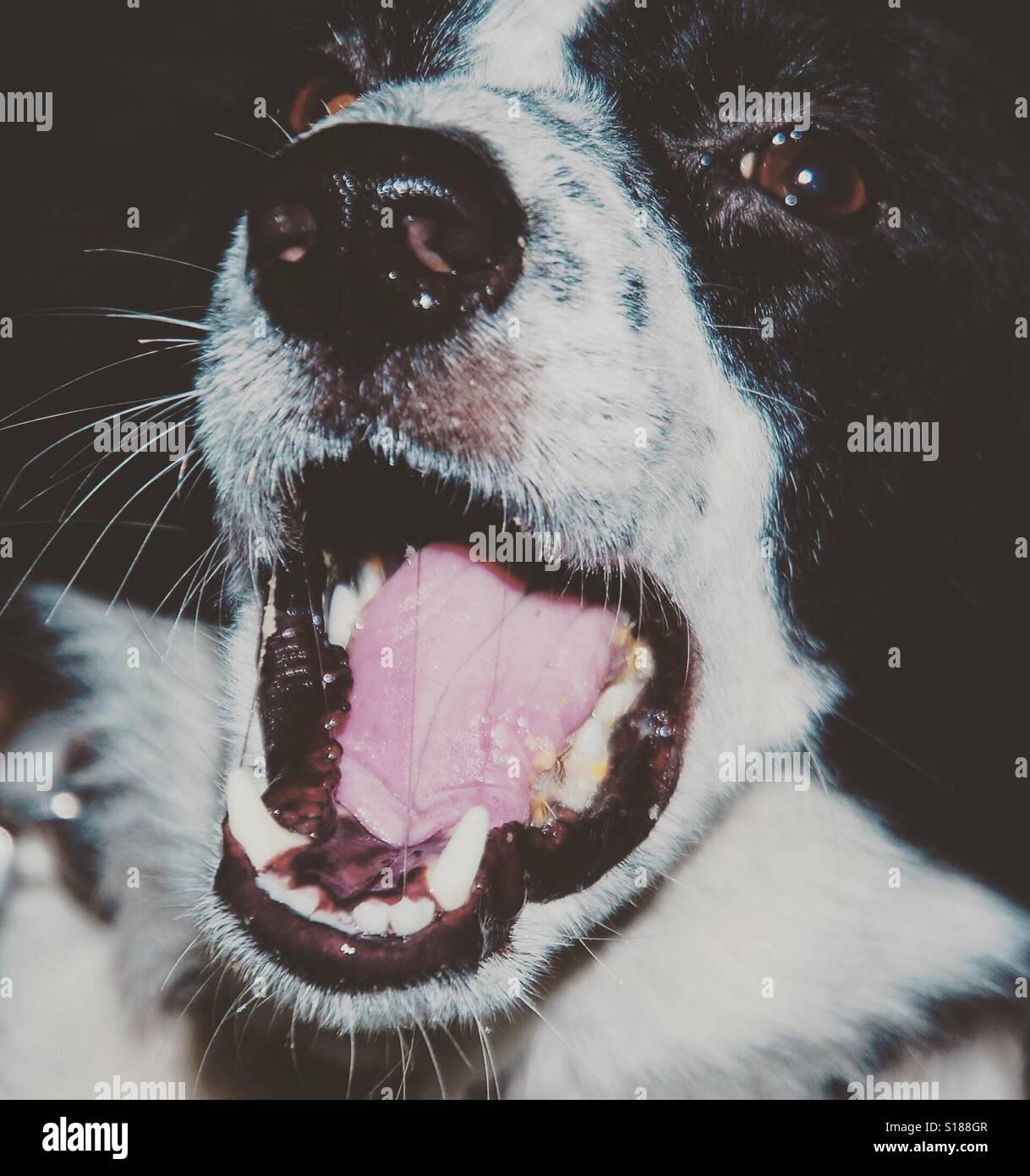 pet dog opening mouth Stock Photo Alamy