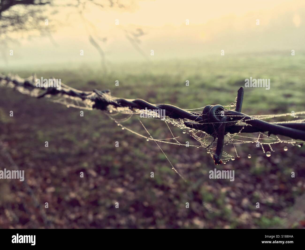 Sprider's web on barbed wire in mist and fog Stock Photo