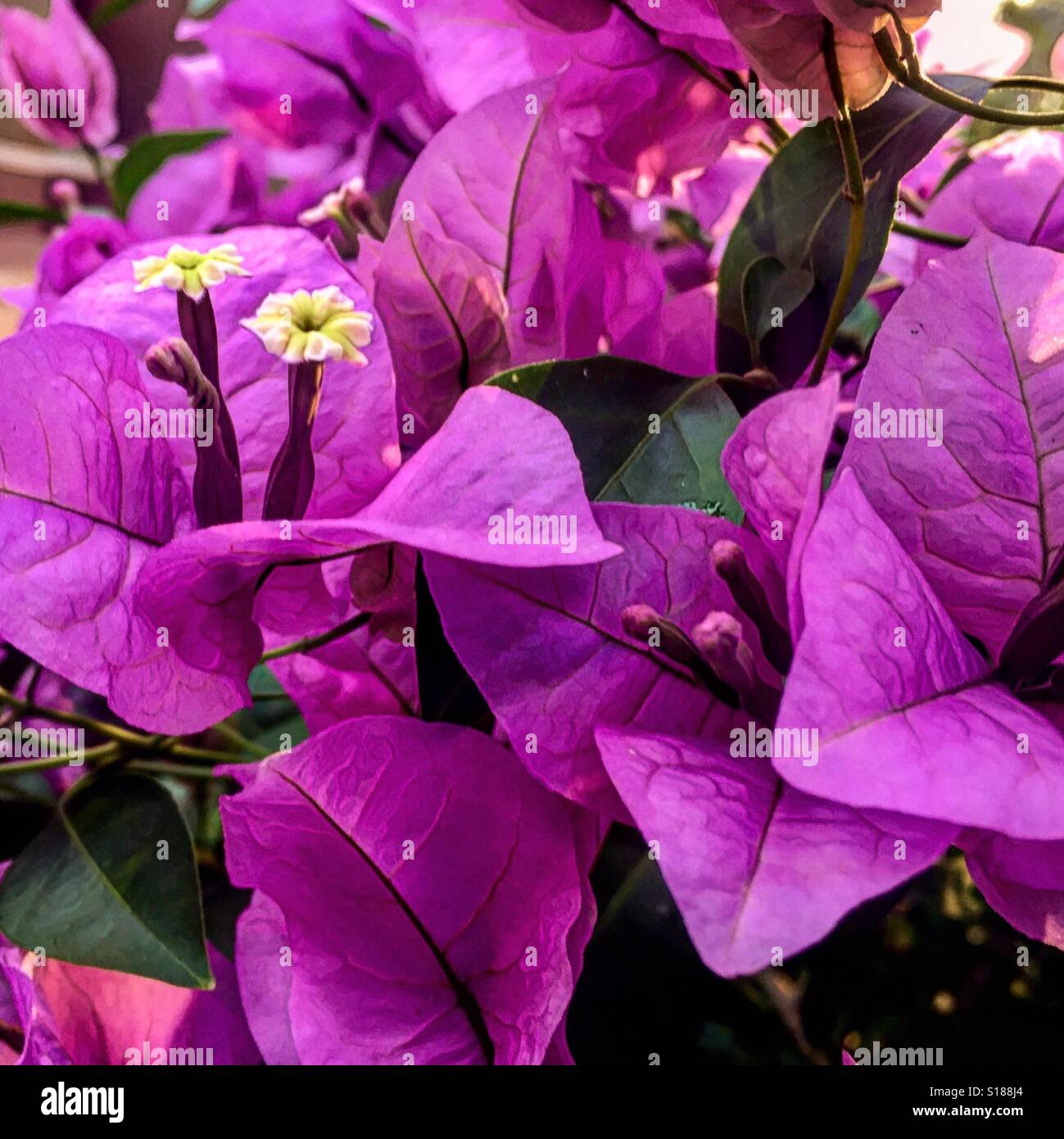 Pink Flower bougainvillea Bonsai Stock Photo Alamy