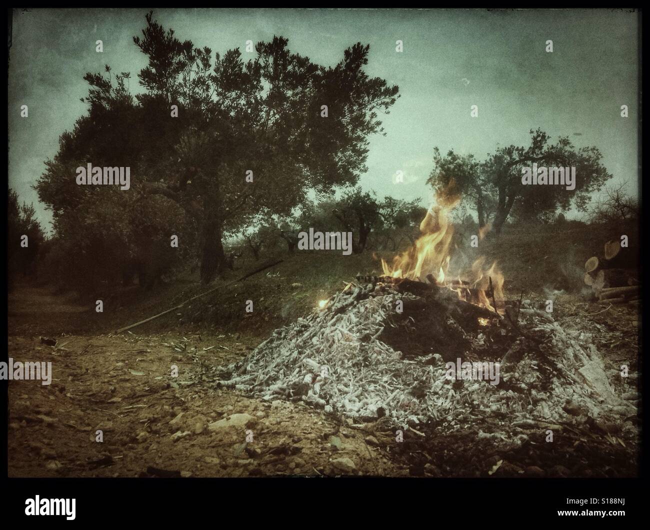 Burning olive branches during the seasonal pruning of olive trees, Catalonia, Spain. - Smartphone Captured Stock Image