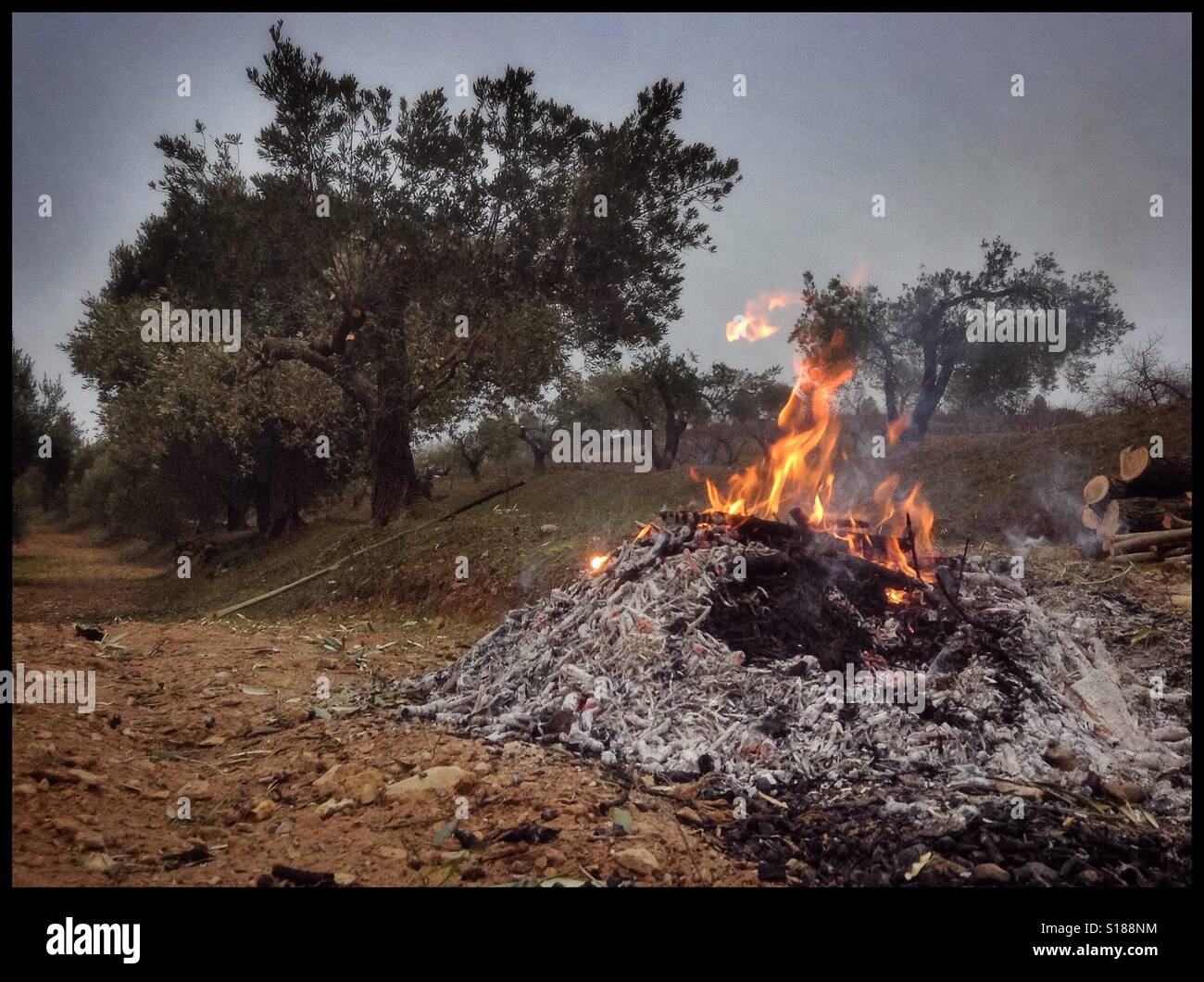 Burning olive branches during the seasonal pruning of olive trees, Catalonia, Spain. - Smartphone Captured Stock Image