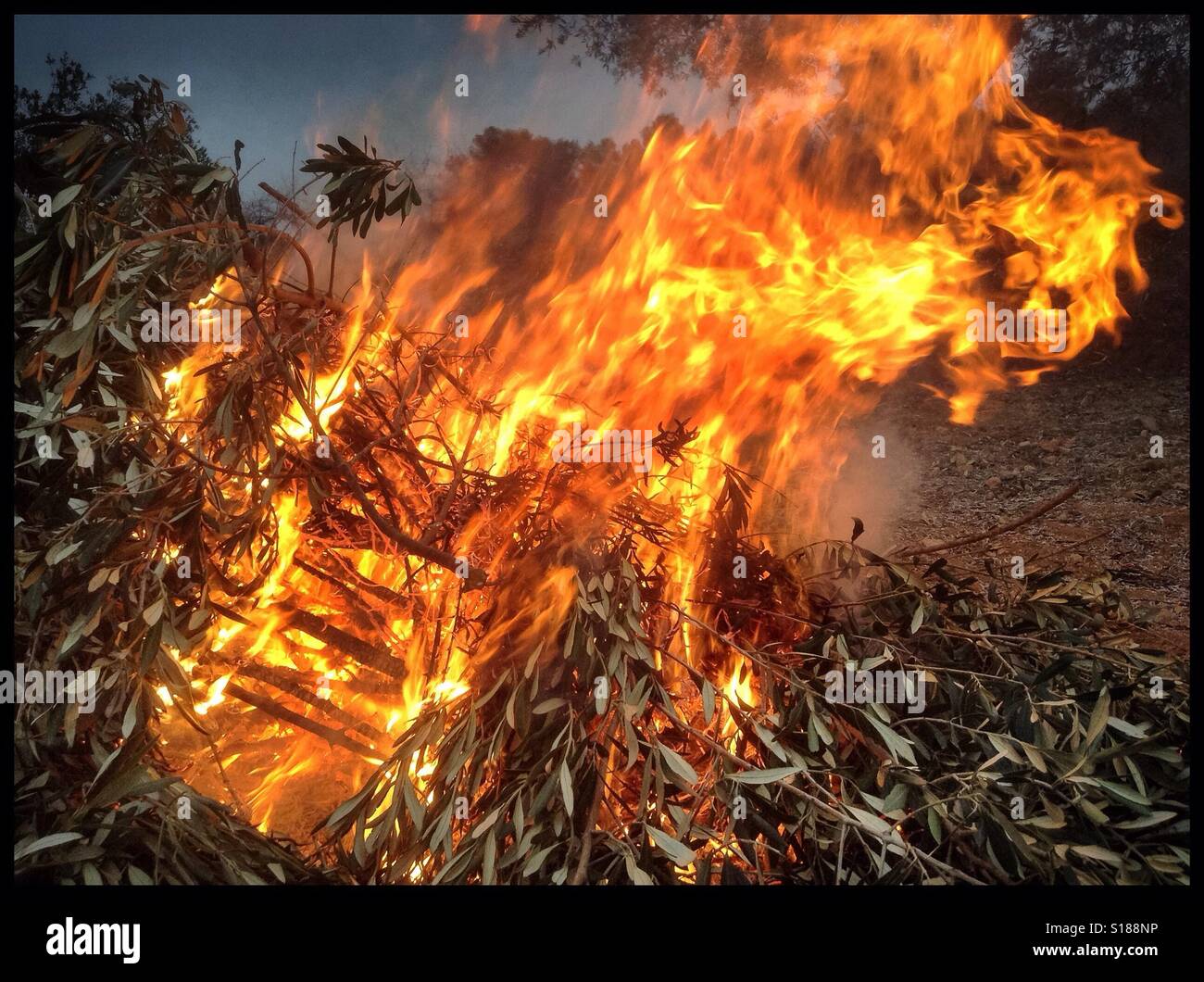 Burning olive branches during the seasonal pruning of olive trees, Catalonia, Spain. - Smartphone Captured Stock Image