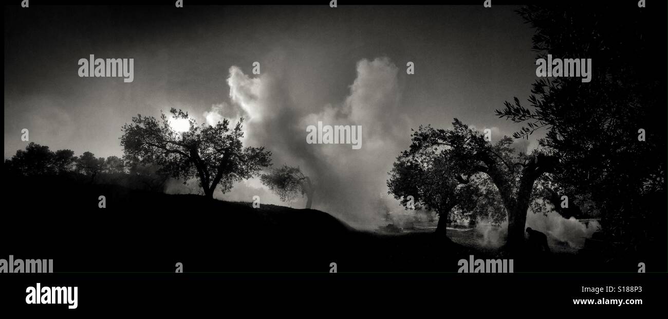 Burning olive branches during the seasonal pruning of olive trees, Catalonia, Spain. - Smartphone Captured Stock Image