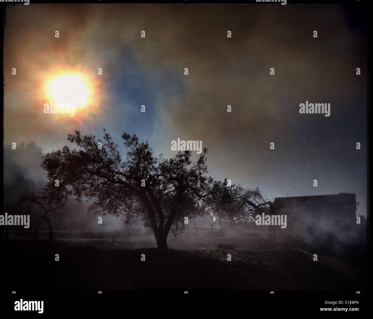 Burning olive branches during the seasonal pruning of olive trees, Catalonia, Spain. - Smartphone Captured Stock Image