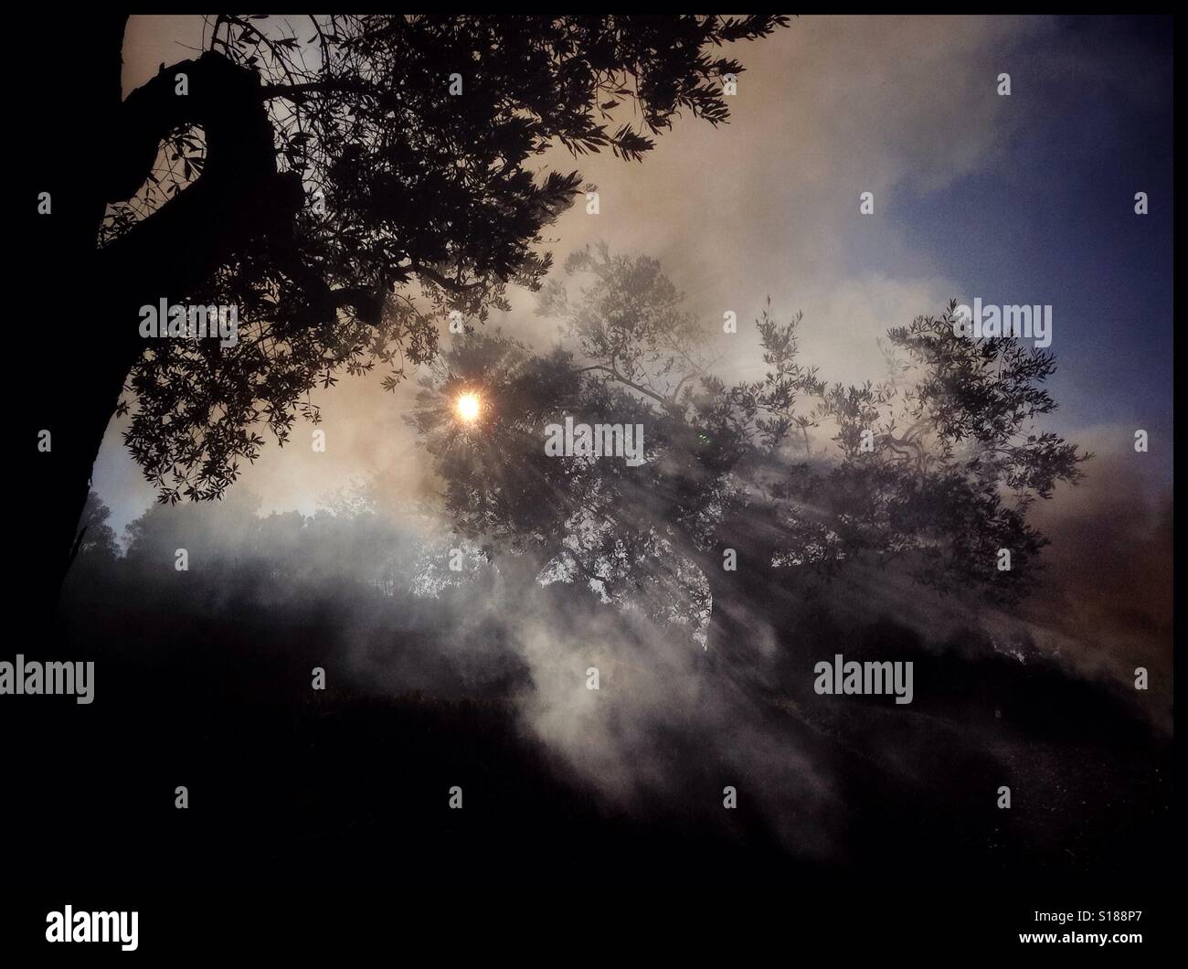 Burning olive branches during the seasonal pruning of olive trees, Catalonia, Spain. - Smartphone Captured Stock Image