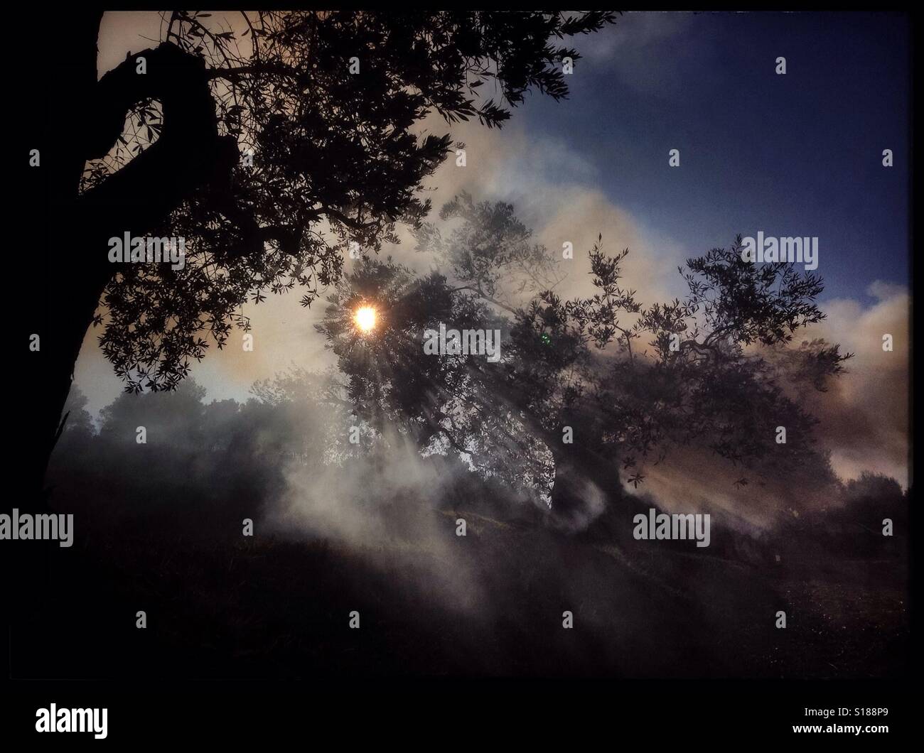 Burning olive branches during the seasonal pruning of olive trees, Catalonia, Spain. - Smartphone Captured Stock Image
