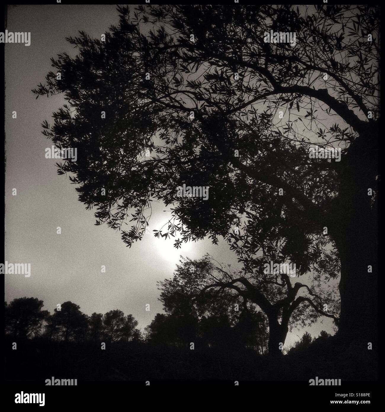 The Sun breaks through the fog in the olive grove, Catalonia, Spain. - Smartphone Captured Stock Image