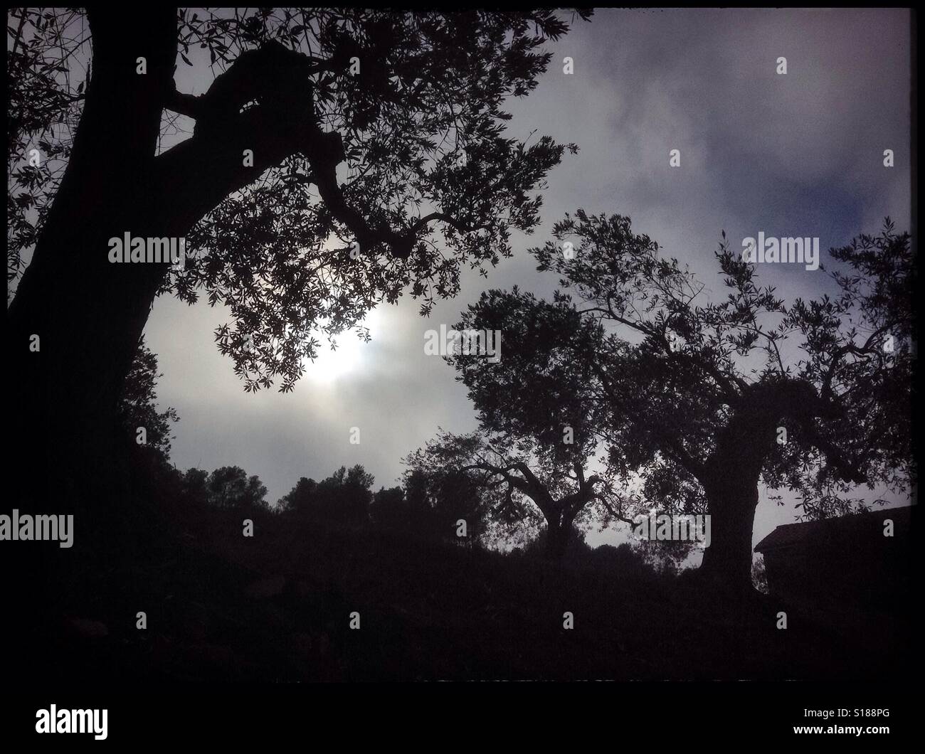 The Sun breaks through the fog in the olive grove, Catalonia, Spain. - Smartphone Captured Stock Image