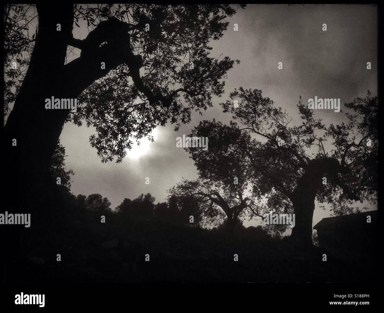 The Sun breaks through the fog in the olive grove, Catalonia, Spain. - Smartphone Captured Stock Image