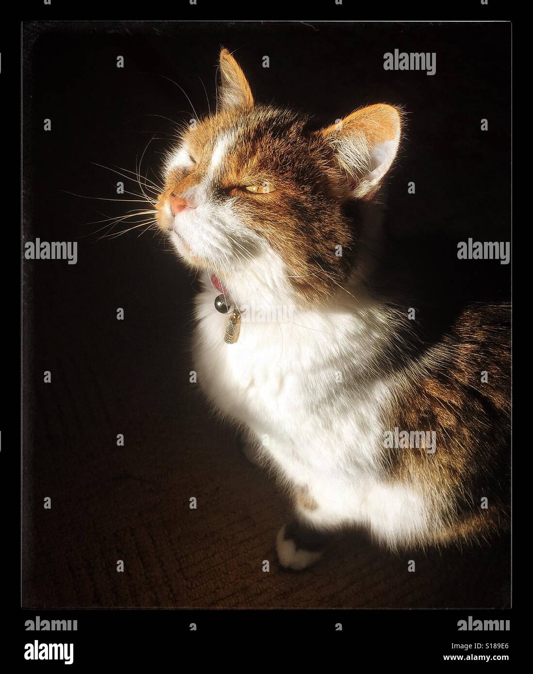Cat worshipping the sunshine. Stock Photo
