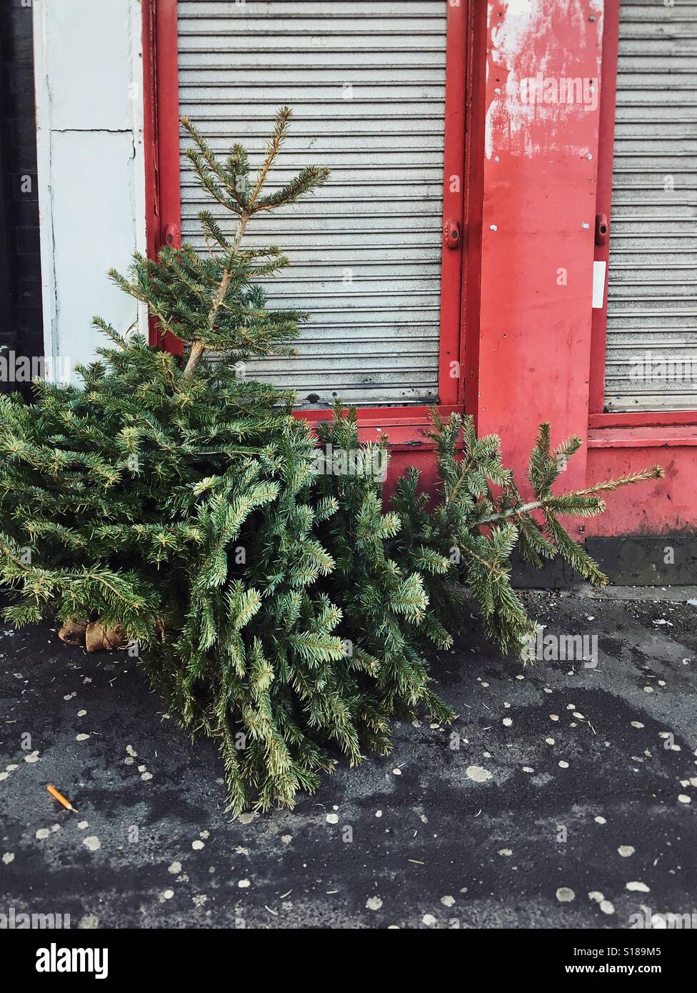 Discarded Christmas trees in the street Stock Photo Alamy