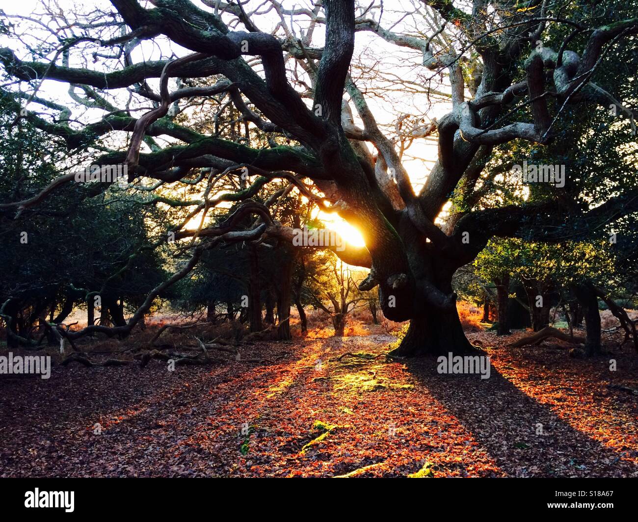 Ancient oak of the New Forest. - Smartphone Captured Stock Image