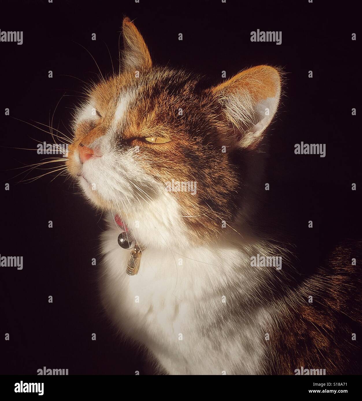 Cat worshipping the sun. Stock Photo