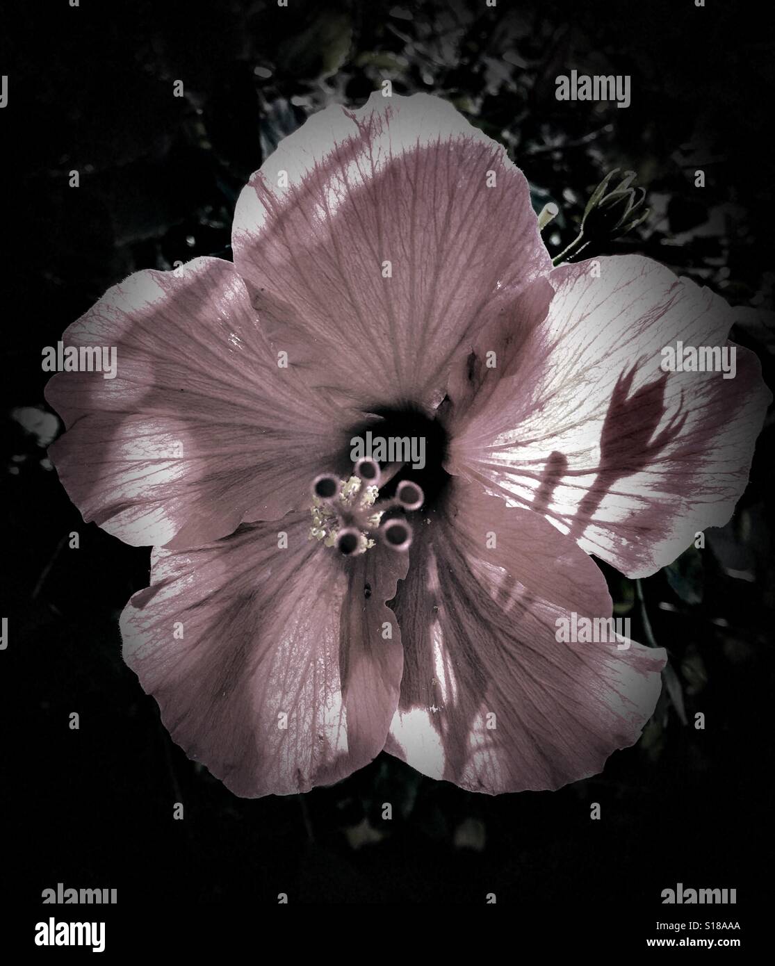 Pink Pastel hibiscus flower blooming in black and white setting with shadow of flower bud on
