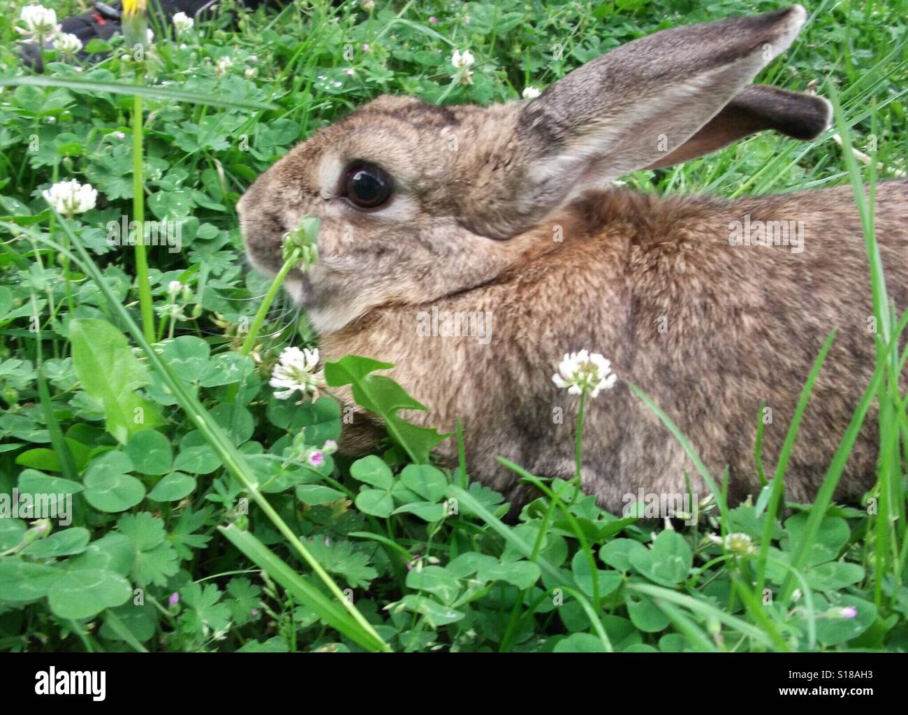 Rabbit hiding in grass Stock Photo Alamy