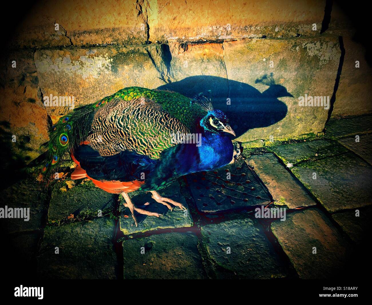 Cross-looking crouching peacock which has moulted its tail feathers Stock Photo