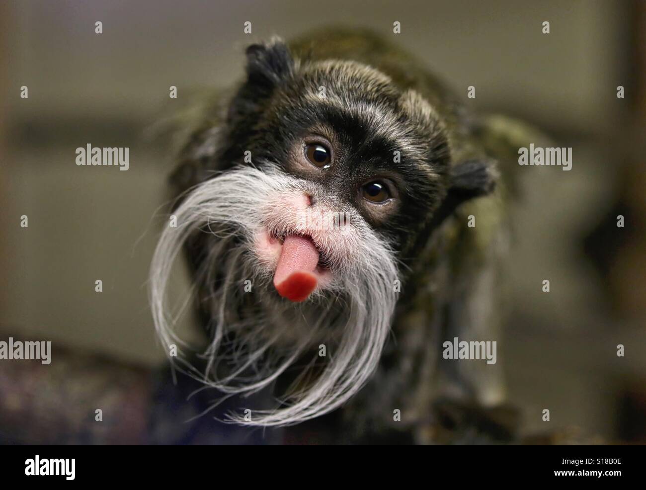 Monkey with tongue out hi-res stock photography and images - Alamy