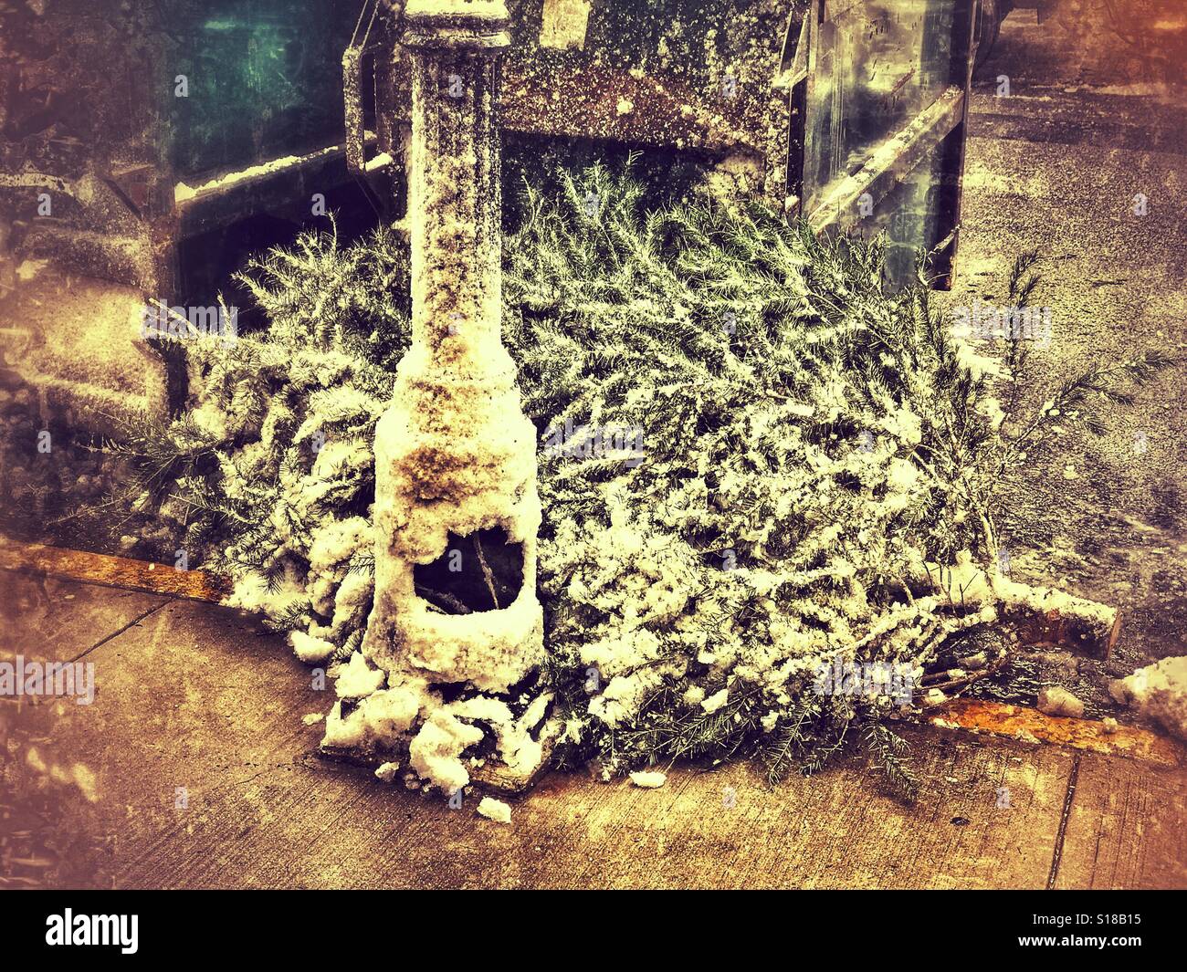 End of Christmas - Christmas tree at the curb - Smartphone Captured Stock Image