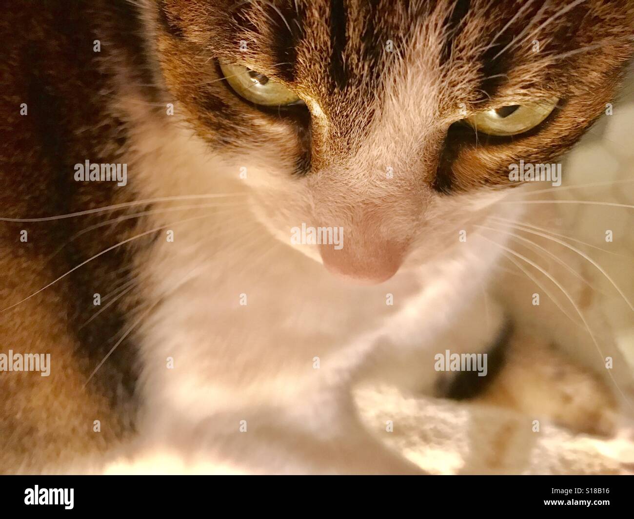 Tabby and white cat's face. Close view. Stock Photo
