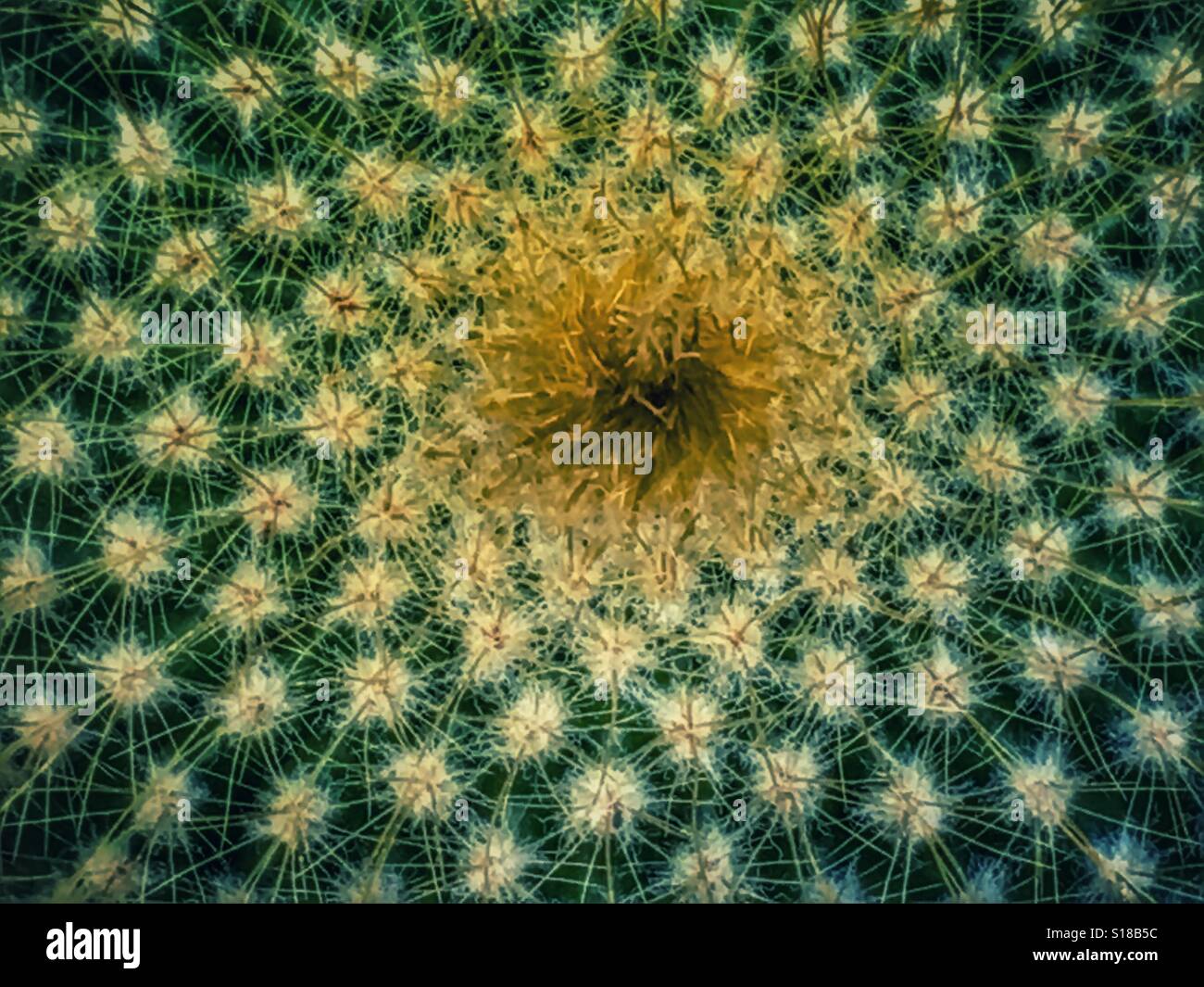 Cactus plant detail Stock Photo - Alamy