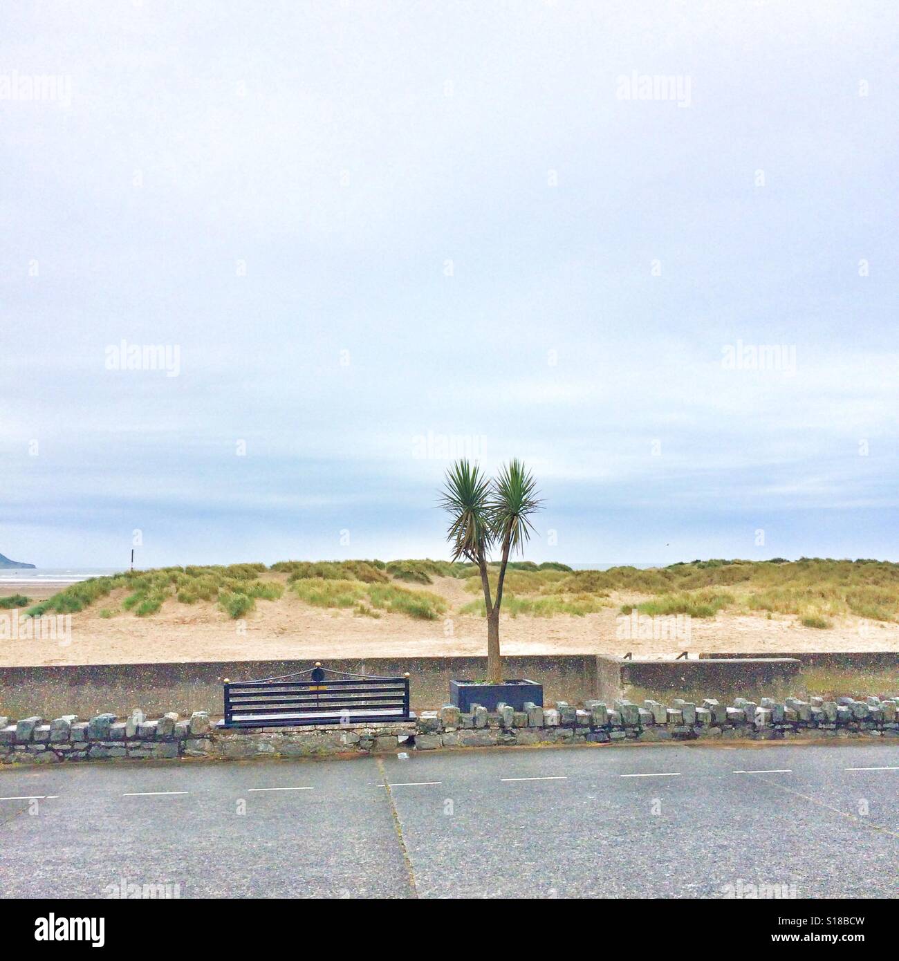 A Palm tree on the coast - Smartphone Captured Stock Image