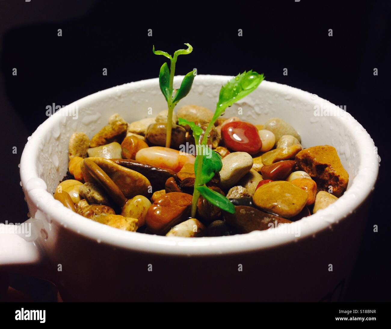 Apple seed sprouts Stock Photo Alamy