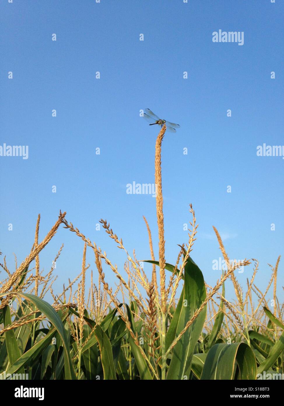 Corn young tassel hires stock photography and images Alamy