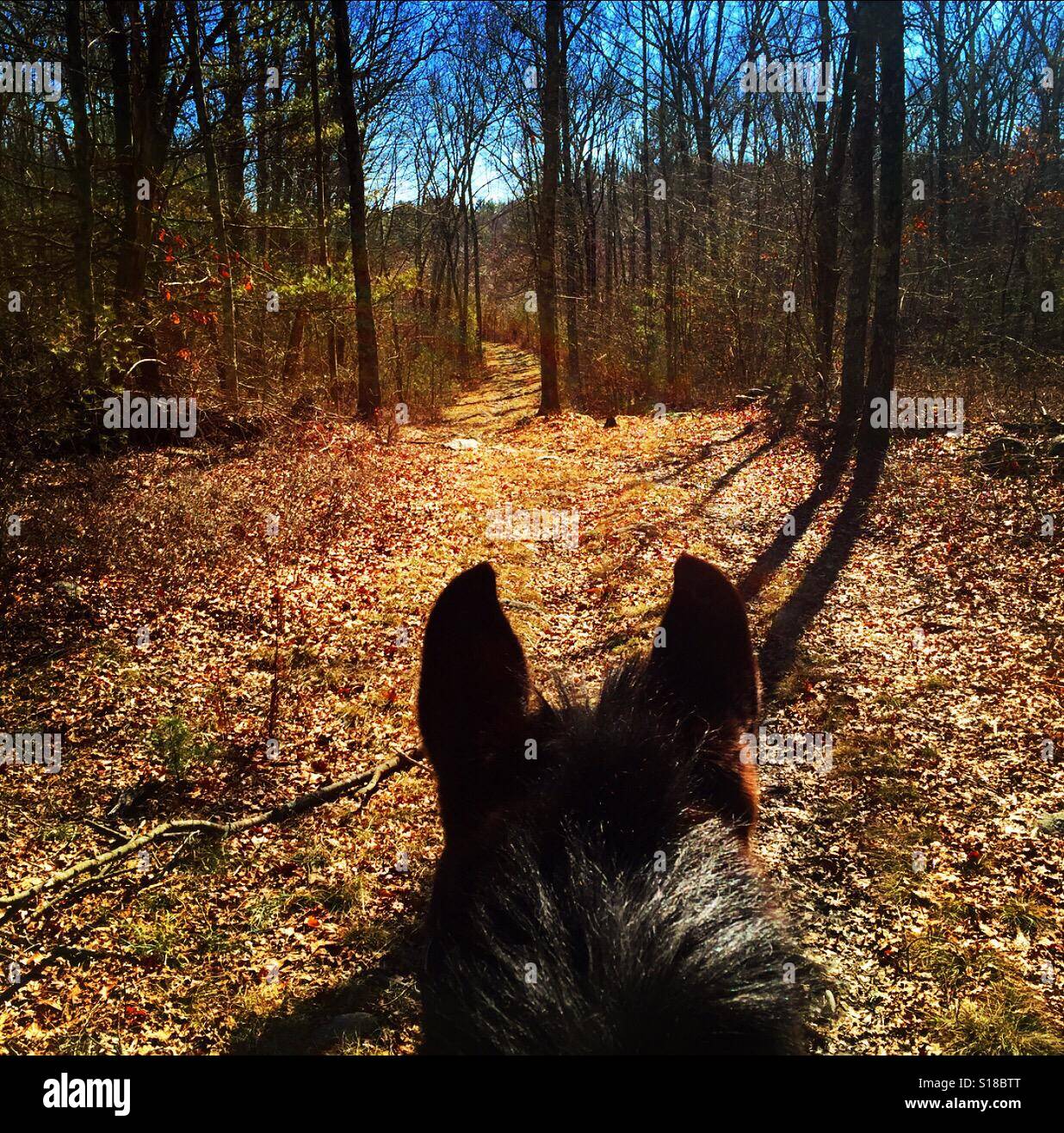 New England hacking out Stock Photo - Alamy