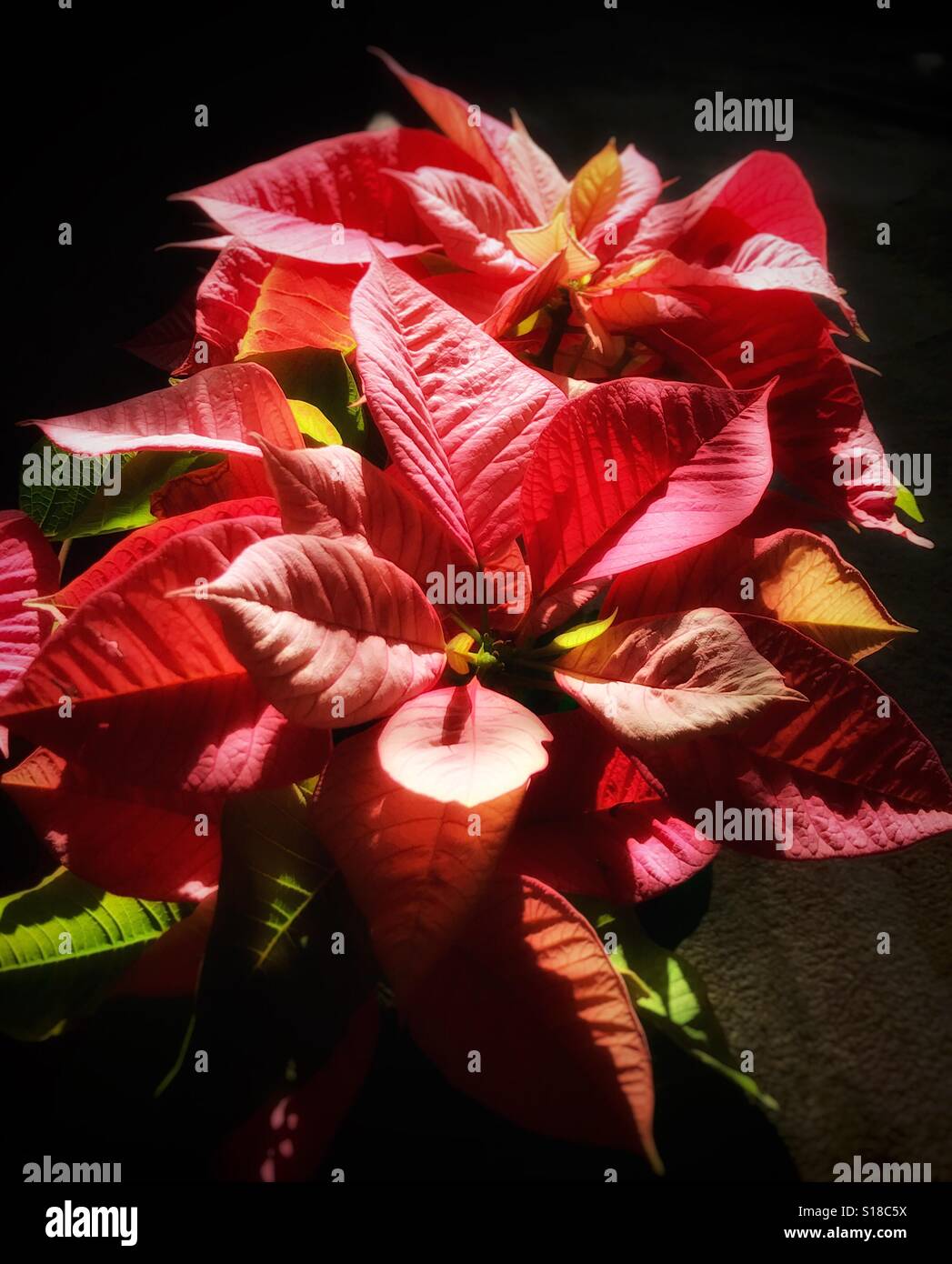 A pink Christmas poinsettia plant seems to glow from within in the sunlight, Euphorbia pulcherrima - Smartphone Captured Stock Image