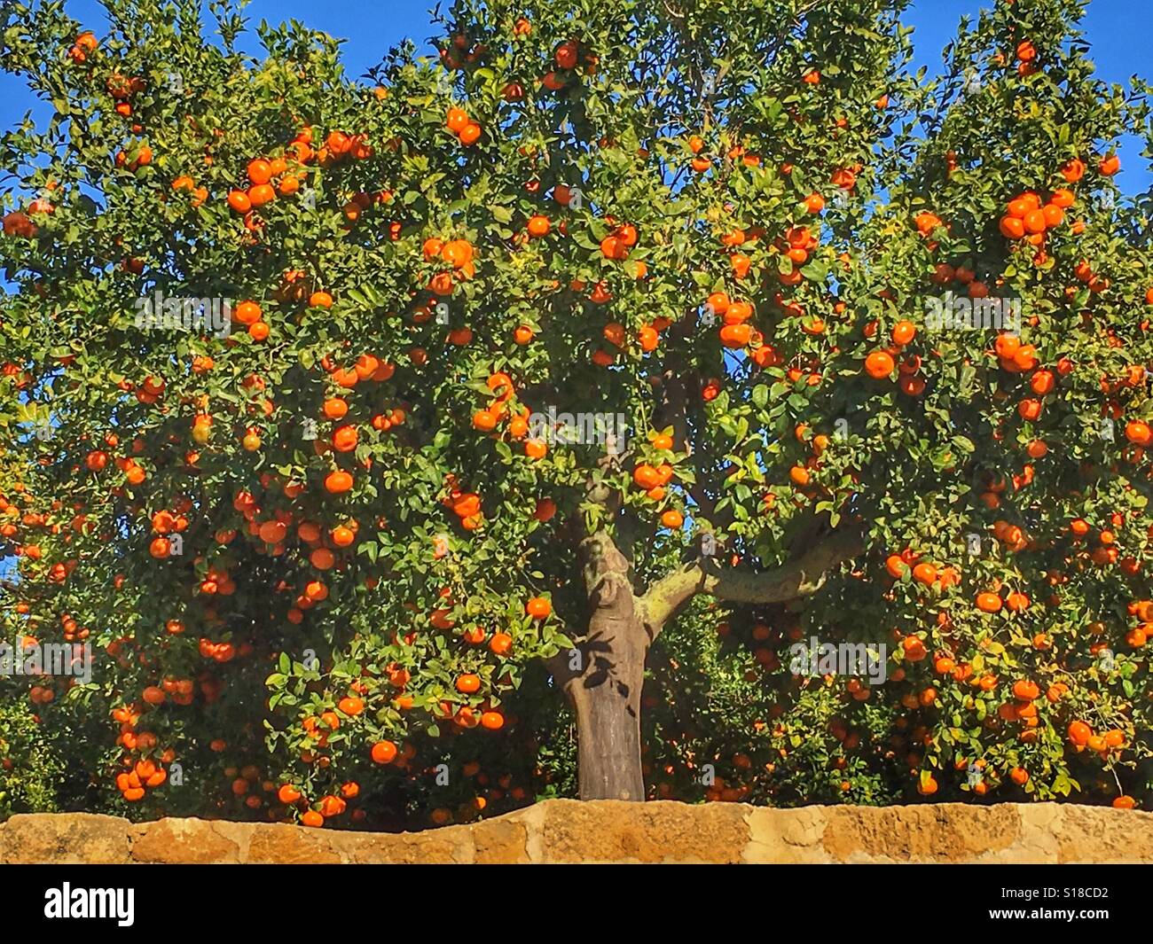 Orange tree - Smartphone Captured Stock Image
